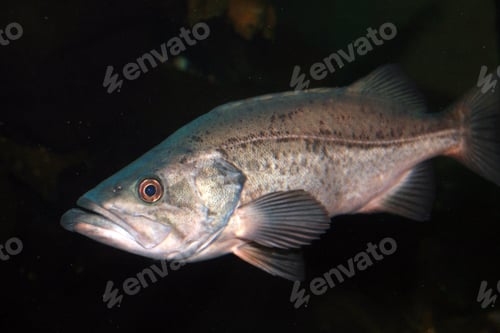 Preview: Vancouver Aquarium, Vancouver, Canada