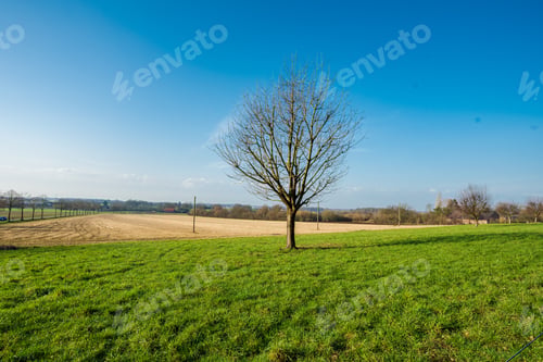 Preview: panorama of green lawn field with tree in the background