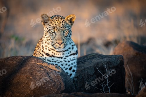 Preview: A leopard, Panthera pardus, ears forward