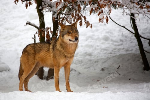 Preview: Wolf in winter