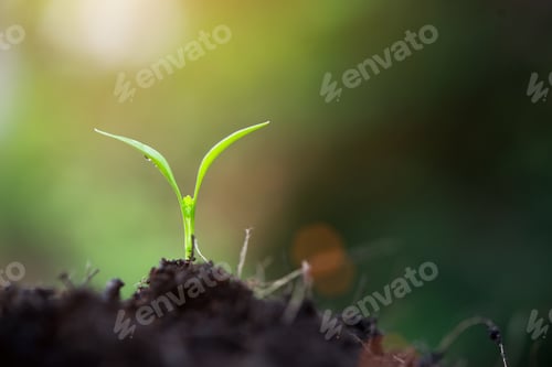 Preview: Close up baby sprout in the big nature