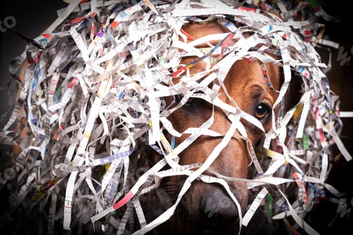 Preview: Photo of brown dog in confetti