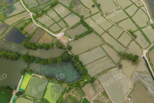 Preview: Top view of rice field in Hong Kong Sheung Shui