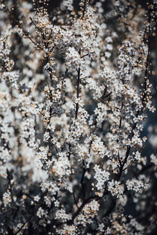 Preview: Tranquil scenery of cherry blossom trees with bokeh lights