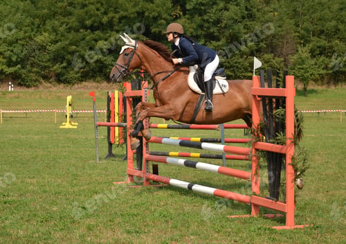 Preview: Horse Jumping