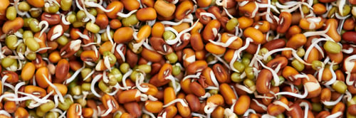Preview: Mixed sprouts of red cowpea and green mung beans for healthy vegetarian snack, everyday superfood