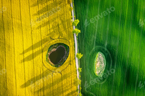 Preview: Half green wheat and yellow rape fields in Poland countryside.