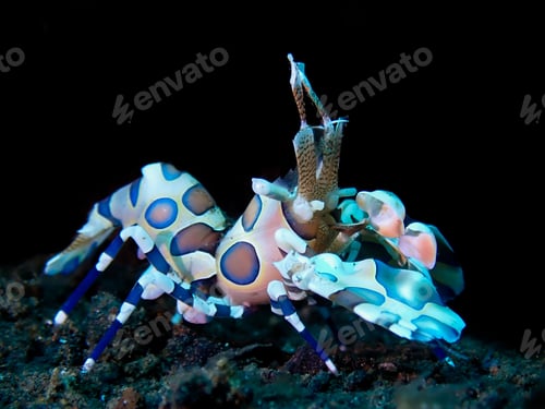 Preview: Closeup of harlequin shrimp underwater