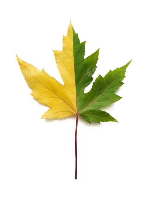 Preview: Change of seasons concept with maple leaf isolated on white background