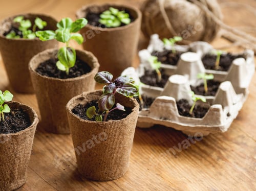 Preview: Basil seedlings in biodegradable pots on wooden table. Green plants in peat pots.