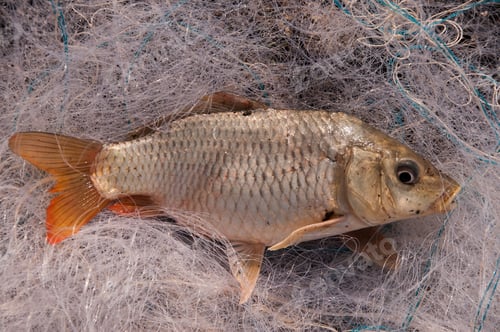 Preview: Fresh fish in a fishing nets.