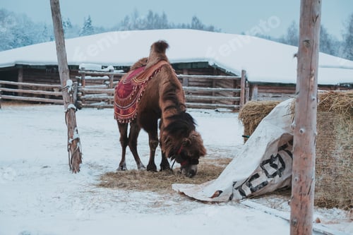 Preview: Portrait of camel winter background in snow