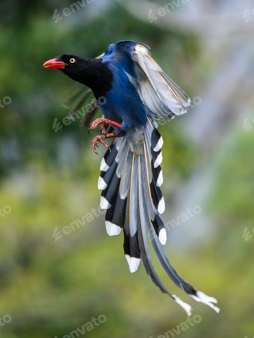 Preview: Black bird with a vibrant tail soaring downward