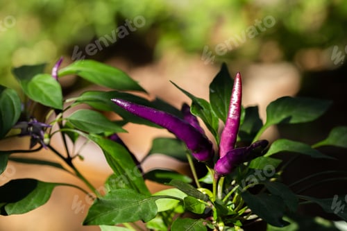 Preview: Purple peppers vegetables