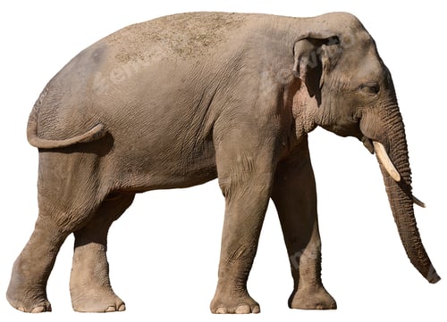 Preview: Adult elephant with tusks on isolated background, animal walking