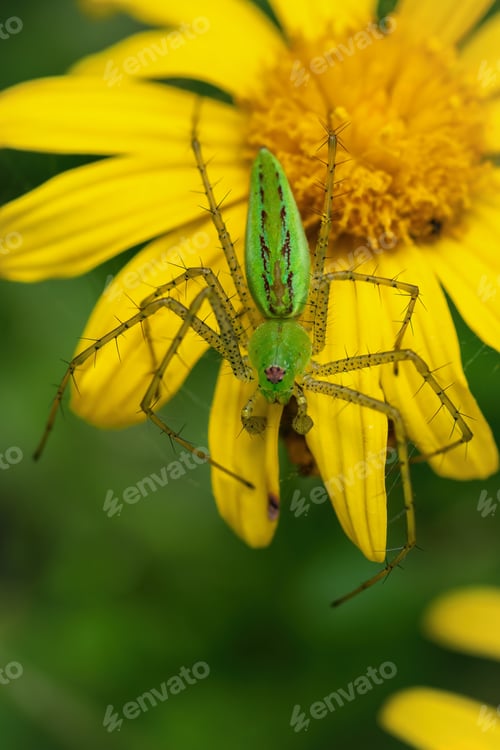 Preview: Araña tigre