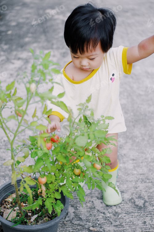 Preview: Tomato picking
