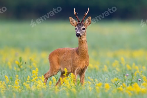 Preview: Dominant roe deer buck from front view on a meadow with flowers