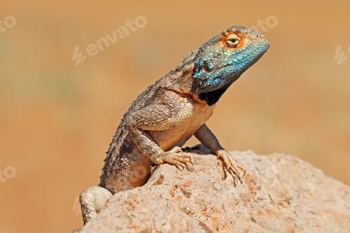 Preview: Portrait of a ground agama on a rock