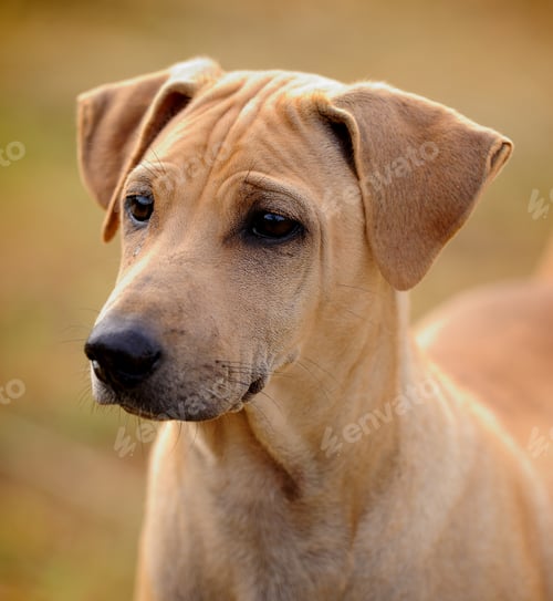 Preview: Thai Ridgeback Dog