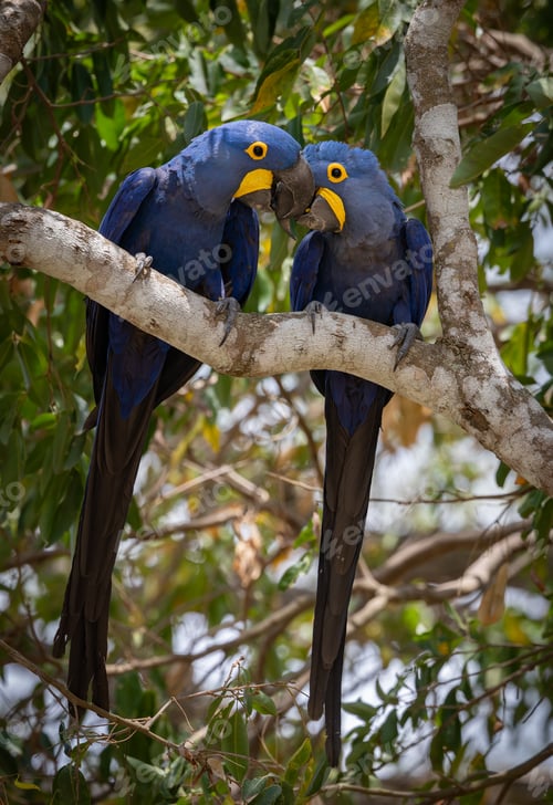 Preview: Hyacinth macaws playing in Pantanal wetlands