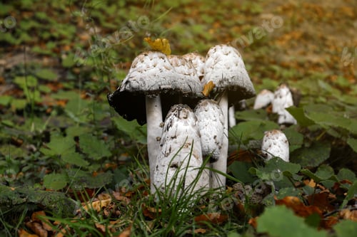 Preview: Mushrooms and green vegetation in forest
