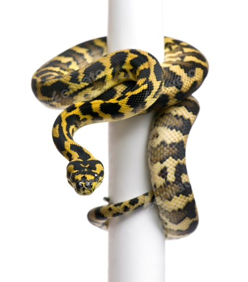 Preview: Morelia spilota variegata python, 1 year old, on pole in front of white background
