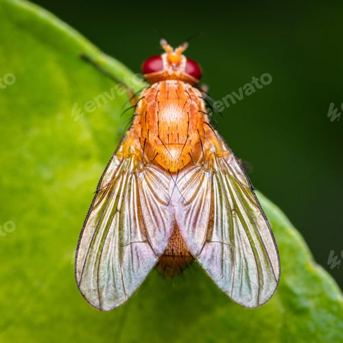 Preview: Macro shot of a fruit fly on a green leaf.