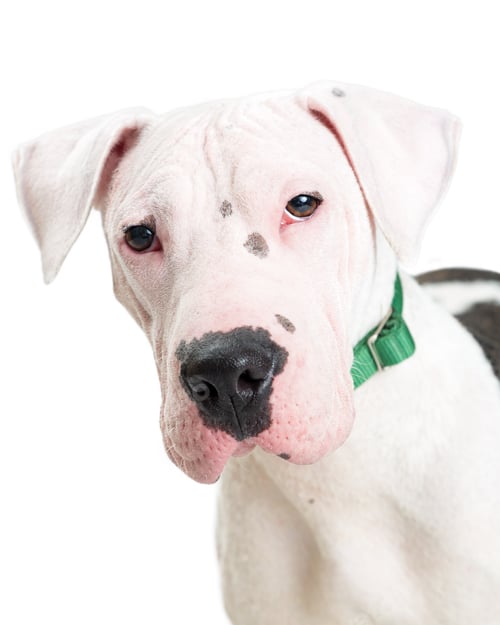 Preview: Closeup Pit Bull and Shar Pei Crossbreed Dog
