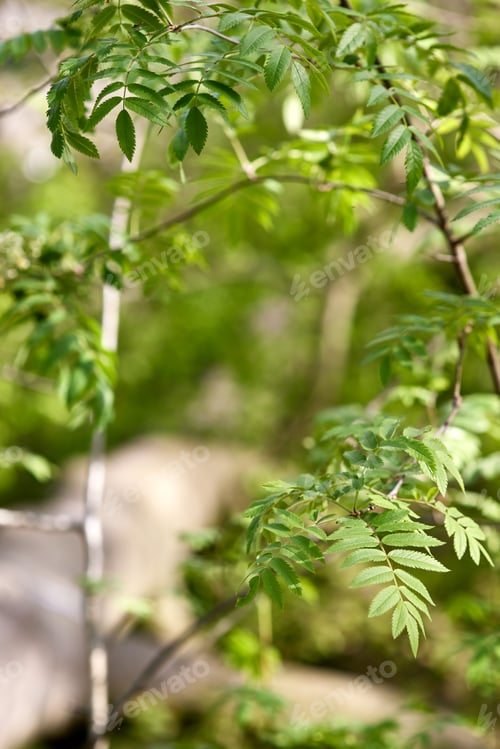 Preview: Close up of green leaves in park during the summer in Antwerp