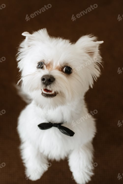 Preview: white terrier next to a man