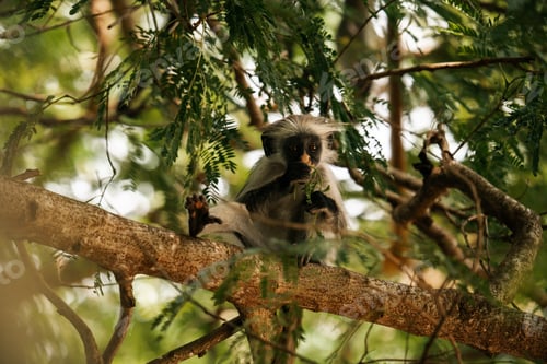 Preview: Red Colobus Monkey in Zanzibar, tropical wildlife