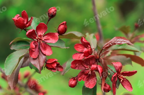 Preview: Natural green background with lush Malus Radiant red flowers on the branches