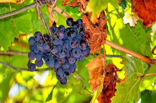Preview: Bunch of black grapes on a vine with green leaves.