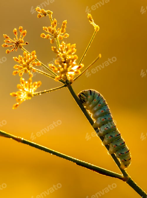 Preview: Caterpillar of common yellow swallowtail butterfly