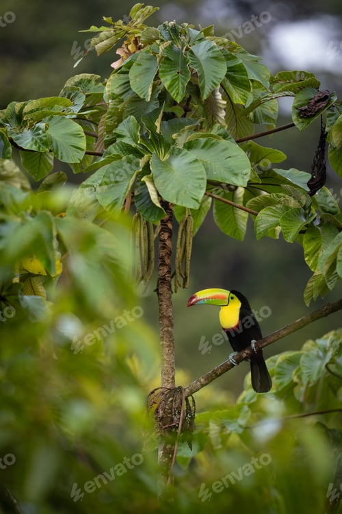 Preview: Toucan in Costa Rica