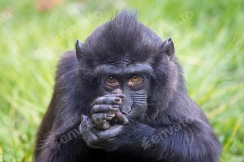 Preview: The Celebes crested macaque (Macaca nigra)