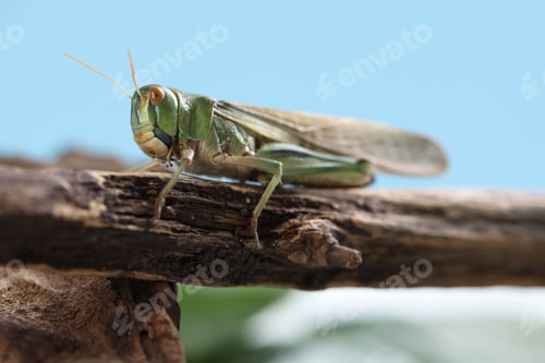 Preview: One locust on branch outdoors, closeup. Wild insect