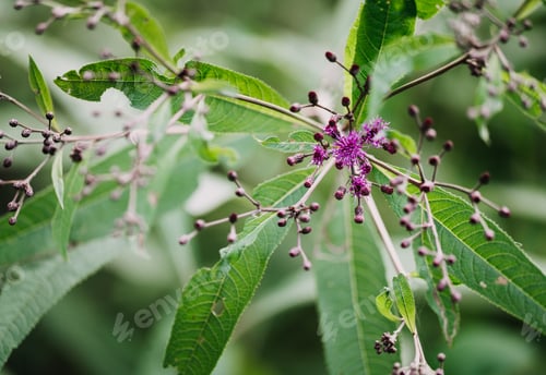 Preview: close up of buds on Baldwins' ironweed plant