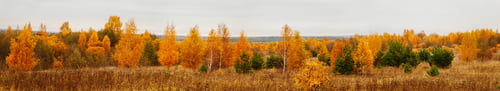 Preview: Beautiful yellow trees. Autumn forest on cloudy day. Panoramic landscape.