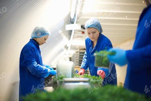 Preview: Women wearing working on production line, packing vegetables