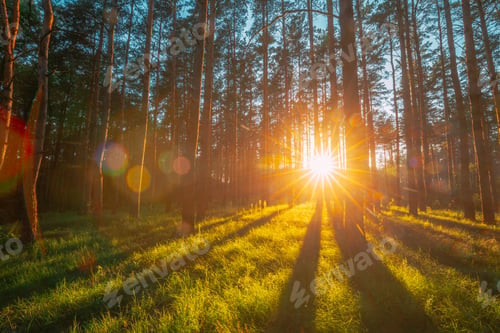Preview: Sunset Sunrise Sun Sunshine In Sunny Summer Coniferous Forest. Sunlight Sunbeams Through Woods In