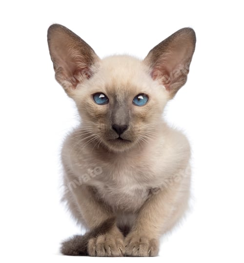 Preview: Oriental Shorthair kitten, 9 weeks old, lying and looking at camera against white background