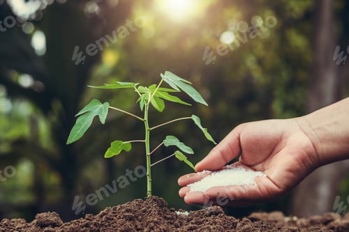 Preview: farmer giving fertilizer young tree in garden
