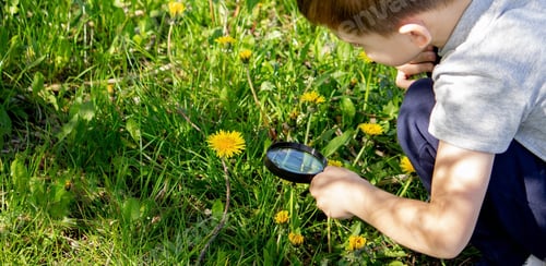 Preview: the boy looks at the flower through a magnifying glass.