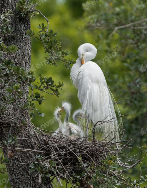 Preview: A Great Egret in Florida