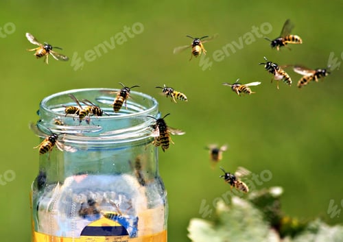 Preview: Wasps around a honey jar