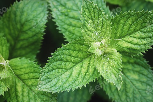 Preview: Green fragrant mint (Mentha suaveolens) in summer garden, close up