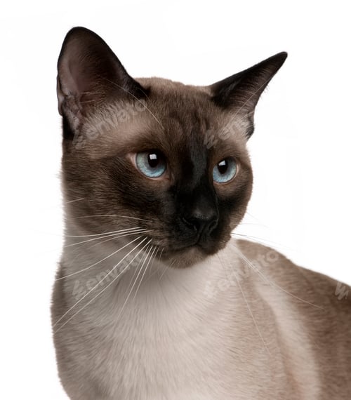 Preview: Portrait of Siamese cat, 1 year old, in front of white background