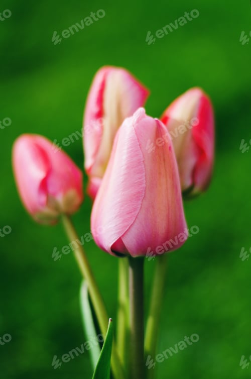 Preview: Light pink tulips on a green background